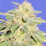 Original Sensible Seeds Jack Herer Auto