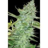 Original Sensible Seeds Skunk Afghani