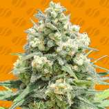 Original Sensible Seeds White Critical