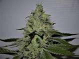 Paisa Grow Seeds Gorilla Scout