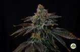 Paisa Grow Seeds Original Cookies