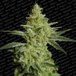 Paradise Seeds Allkush