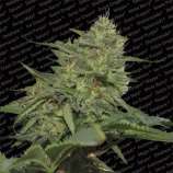 Paradise Seeds Original Cheese