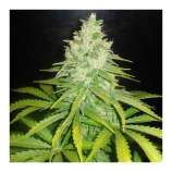 PEV Seeds Bank Piensa en Great White Shark