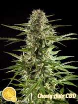 Philosopher Seeds Cheesy Auto CBD