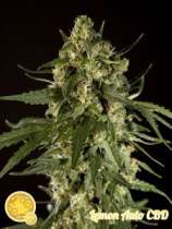 Philosopher Seeds Lemon Auto CBD