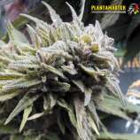 Plantamaster Seeds Donbass Star