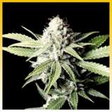 Plantamaster Seeds G.W.S. Auto