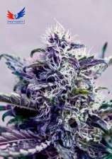 Positronics Kush Express