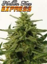 Positronics Northern Haze Express