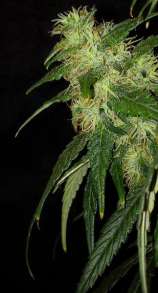 Prana Seeds Prana Skunk