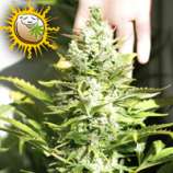 Pure Seeds THC Autofloreciente