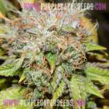 Purple Caper Seeds Cherry Cookies