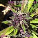 Purple Caper Seeds Chocolate Fire