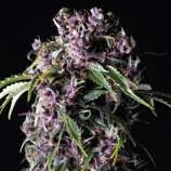 Pyramid Seeds Purple