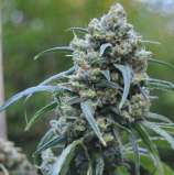 Quebec Cannabis Seeds Cinderella 99 Fast Version