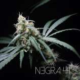 R-KIEM Seeds Negra 44