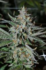 Rare Dankness Seeds Bubba's Trainwreck Haze #1