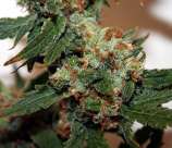 Rare Dankness Seeds GoatWreck Haze