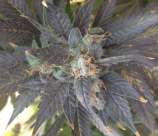 Rare Dankness Seeds Grape OX