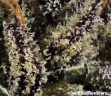 Rare Dankness Seeds Purple Haze #2