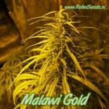 Rebel Seeds Malawi Gold