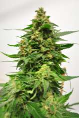 Reefermans Seeds Burning Bush