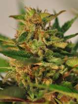 Reefermans Seeds CBD Willie