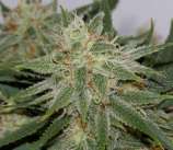 Reefermans Seeds Grapefruit