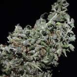 Reefermans Seeds Hoa Bac Silver Flower