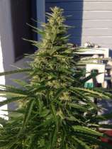 Reefermans Seeds Indica Giganticus