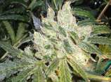 Reefermans Seeds Love Potion #1