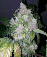 Reefermans Seeds Night Nurse