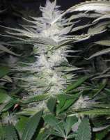 Reefermans Seeds Sour Diesel