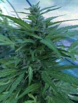 Reefermans Seeds Summer Love Love Potion