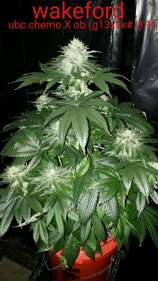 Reefermans Seeds Wakeford 1.0