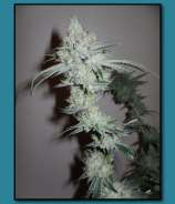 Relentless Genetics Big Easy OG