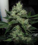 Reservoir Seeds Chemdog Sour Diesel