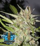 Ripper Seeds Hawaiian Wave