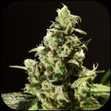 Rokerij Seeds Sour Diesel