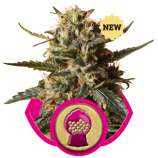 Royal Queen Seeds Bubblegum XL