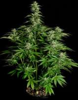 Royal Queen Seeds Hyperion