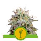 Royal Queen Seeds Mimosa Automatic
