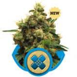 Royal Queen Seeds Painkiller XL