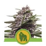 Royal Queen Seeds Royal Gorilla Automatic