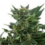 Royal Queen Seeds Royal Kush Automatic