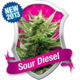 Royal Queen Seeds Sour Diesel