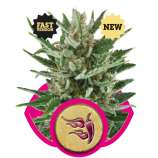 Royal Queen Seeds Speedy Chile