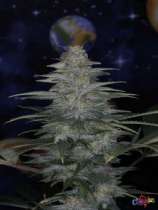 SOG Seeds Double Bubble