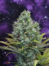 SOG Seeds Double Dutchess